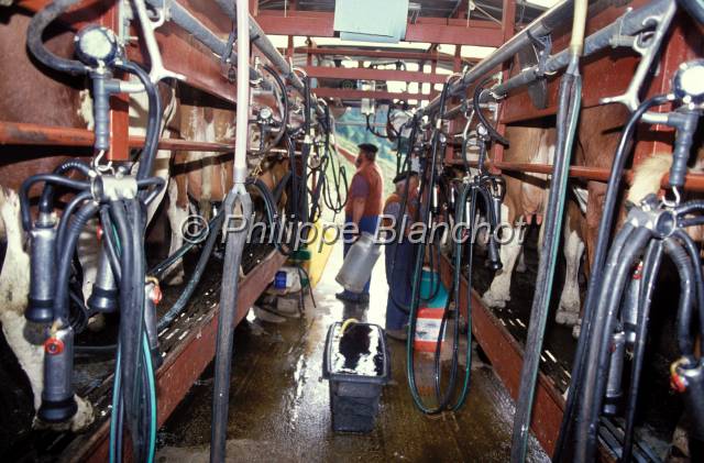 tomme de savoie 10.JPG - Salle de traiteAlpageMassif des BaugesSavoieFrance